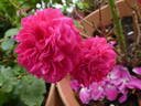 Red Leonardo da Vinci rose photo