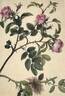 <i>Rosa corymbifera</i> Borkh. rose photo