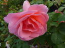 Kiss Me rose photo