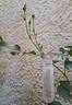 The Albrighton Rambler rose photo