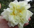 White Maman Cochet rose photo