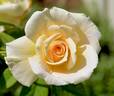 Lemon Spice rose photo