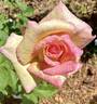 Papa Nelson rose photo