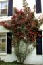 Eddie's Crimson rose photo