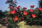 Eddie's Crimson rose photo