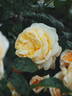 MEIkaquinz rose photo