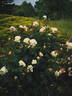 MEIkaquinz rose photo
