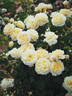 MEIkaquinz rose photo