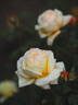 MEIkaquinz rose photo