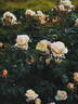 MEIkaquinz rose photo