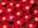 Eddie's Crimson rose photo