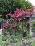 Eddie's Crimson rose photo