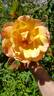 Sutter's Gold rose photo