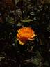 Sutter's Gold rose photo