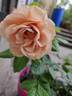 Mokarosa rose photo