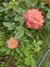 Briosa ® rose photo