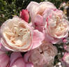 Zelmani's Dream rose photo