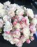 Zelmani's Dream rose photo