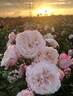 Zelmani's Dream rose photo