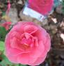 Criterion rose photo