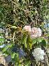 Spray Cécile Brunner rose photo