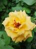 Royal Gold rose photo