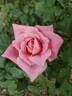 Lambert Closse rose photo