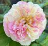 Pop Art rose photo