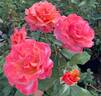 Tuscan Sun ™ rose photo