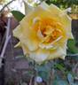 President Armand Zinsch rose photo