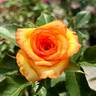 Dakar rose photo