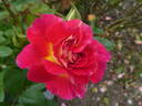Maleica rose photo