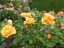 Lollipop rose photo