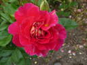 Maleica rose photo