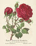 Queen of Bedders rose photo