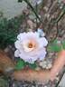 Astrée rose photo