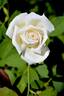 Lemon Spice rose photo