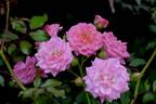 Sweet Drift rose photo