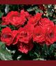 Double Red Simplicity rose photo