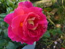 Maleica rose photo