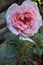 Eckart Witzigmann rose photo