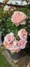 It's a Wonderful Life rose photo