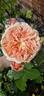 It's a Wonderful Life rose photo