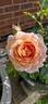 It's a Wonderful Life rose photo