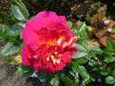 Maleica rose photo