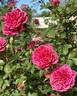 Flamenco Rosita rose photo