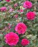 Flamenco Rosita rose photo