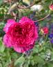 Flamenco Rosita rose photo