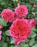 Flamenco Rosita rose photo