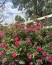 Flamenco Rosita rose photo